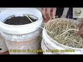 grow peanuts in trash cans 🥜 easy diy garden full gardening explaination