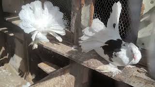 Top Quality Indian Fantail Pigeons