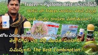 #Tracer + Pyclome #మిరప లో కనిపిస్తున్న పూత మొత్తం కాయగా మారాలి అంటే.? # flowering in chilli crop