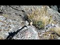 rock wren perching for 40 seconds