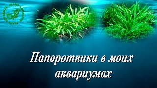 Папоротники в моих аквариумах