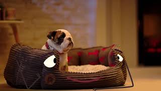 Petface Dog Bed - Your pets best friend