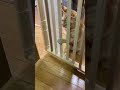 柵を開ける猫。キッチンに侵入する猫。どないしたらええねん。 猫 子猫 cat