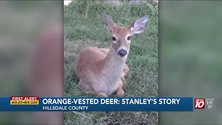 Why a deer in Hillsdale County is wearing an orange vest