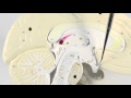 Diencephalon Brain