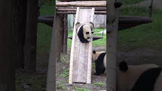 Mang Xiaowu's daddy slides down the slide and adds oil. Come here to suck pandas. Mang Xiaowu. G