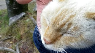 人懐っこい野良猫が膝の上に乗ってきて超カワイイ！