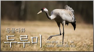 빨간 꽁지머리, 멸종위기동물 두루미 [동물다큐_두루미]│a Crane│たづ│鹤│grulla