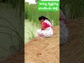 శాంతించు తల్లి youtubeshorts కాపాడు తల్లి