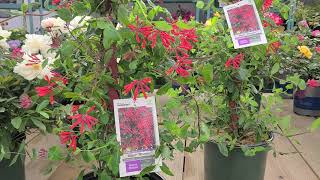 Lonicera 'Major Wheeler' (Honeysuckle) // First-Class Non-Invasive, Native Honeysuckle!