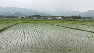 My home village Taishan Hai Yan in 4K    我的家鄉台山海宴碩仁村4K