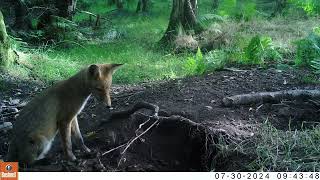 Sitting fox