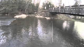 Fly Fishing the Casselman River in Maryland