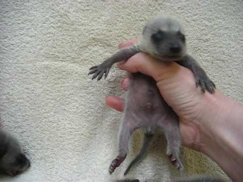 Newborn baby raccoons, crying, yawning, Animal Advocates, Mary Cummins Newborn baby raccoons, crying, yawning, Animal Advocates, Mary Cummins