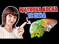 💥 8 NAJLEPSZYCH ziół na WĄTROBĘ. 💥 Zioła oczyszczające i regenerujące wątrobę.