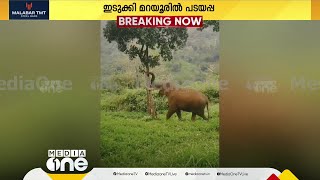 വീണ്ടും ജനവാസമേഖലയിൽ കറക്കം തുടർന്ന് പടയപ്പ