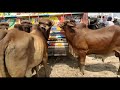 multan cow mandi me aj sahiwal laatt ka sodda 62k me hua daikhey video me almost zinda 5 mann wazn