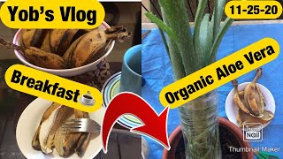 Usapang Senior: YOB'S Breakfast and Organic Aloe Vera Plants | Banana Peel Organic Fertilizer