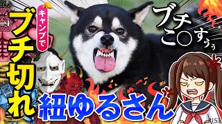 リードが絡まってブチ切れる柴犬【新潟キャンプ後編】