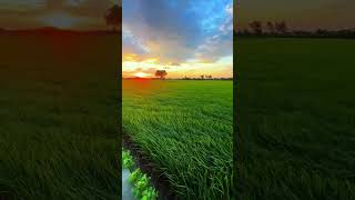 Long-lost voice, unforgettable scene, #farming #田园生活 #田园生活 #villagelife #nature #乡村生活#热门  #农村生活