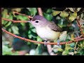 warbling vireo call bird song