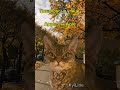 Пов опросы на улице мем котики cat shorts