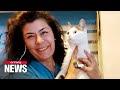 Homeless cat Perseus walks again with help of veterinarians