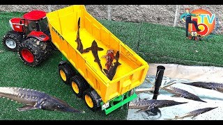 BRUDER Toys - Real Fish TRACTOR Transport truck fish!