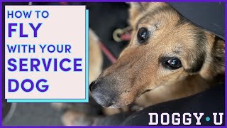 How to FLY with Your SERVICE DOG in 2024: A Service Dog Trainer's Guide