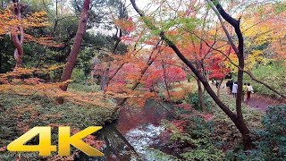 Walking around Rikugien Garden, Tokyo - Long Take【東京・六義園/紅葉】 4K