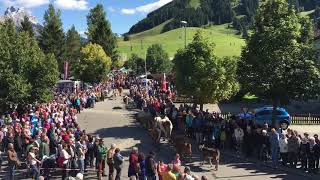 Alpfahrt 2017 Tannheim