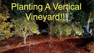 New Vertical Vineyard with 7 Grape Varieties