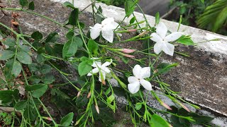 എന്റെ പിച്ചി ചെടി-Tips to grow and get flowers on Spanish jasmine