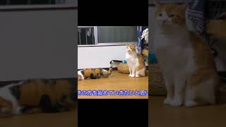 餅つきにゃんこ☺️笑ったら負け😂 Funniest Cat｜Dumb Cat  |Try Not To Laugh 😂| Cute animal | #shorts #short