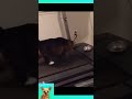 cat doing exercise to lose weight