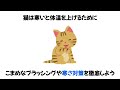 【季節の変わり目】 猫が寒い時に見せる行動 猫 ねこ