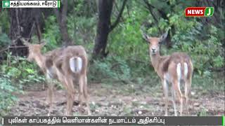 புலிகள் காப்பகத்தில் வெளிமான்களின் நடமாட்டம் அதிகரிப்பு || sathyamangalam || erode