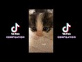 tiktok compilation les chatons les plus mignons 🐱