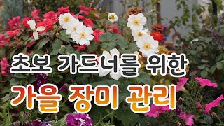 [치치의가드닝클래스] 늦가을 장미 관리 방법_How to manage roses in late fall