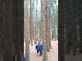 pine forest at ooty ഊട്ടിയിലെ പൈൻ മരങ്ങൾ