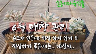 습도가 많은 6월엔 적심...|  6월 매창관리 요령  #주물럭손옹기화분#인천다육군생농장