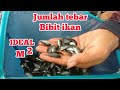 jumlah tebar bibit ikan permeter persegi