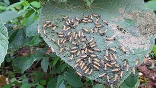 Macaranga peltata(Upparige mara) and butterfly larvae