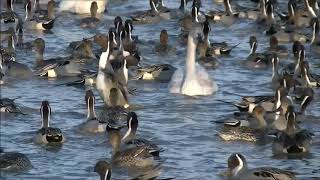 2020.1.6 千葉県印西市 白鳥の郷 本埜（もとの）の白鳥 15:50～