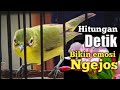 SUARA CIAK EMOSI KECIAL KUNING JOSS GACOR | PANCINGAN PALING MUJARAB BIKIN KECIAL CEPAT NGEJOS