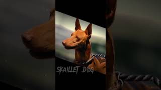 malinois and Pharaoh hound #skaillet.dog.challenge