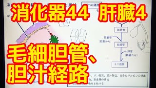 消化器44 肝臓4 毛細胆管と胆汁（関連解説：胆石）