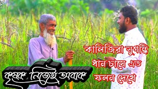 কালিজিরা সুগন্ধি পোলাও চালেন ধান হারিয়ে যাচ্ছে সেই কালিজিরা সুগন্ধি ধান। ধান চাষের সঠিক নিয়ম।