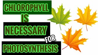 Experiment to show that chlorophyll is necessary for photosynthesis II Sugar TV