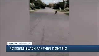 Black panther sighting reported